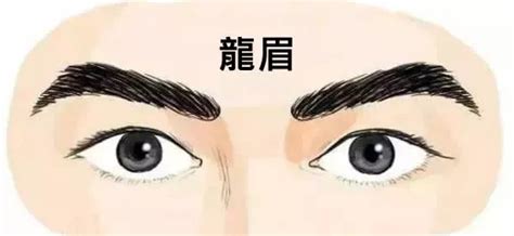 龍眉男|生有這幾種眉形的男人財運最旺